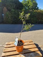 Malus domestica ‘Golden Delicious’ – ca. 130 cm hoch
