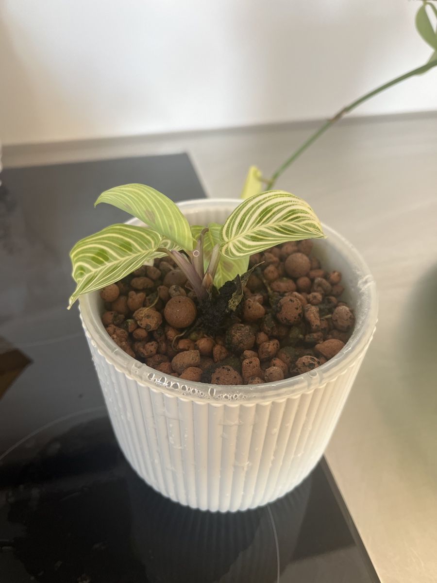 Piante & sementi: Small Maranta in LECA – Usato da Regensdorf venduto da zon_fh62 1