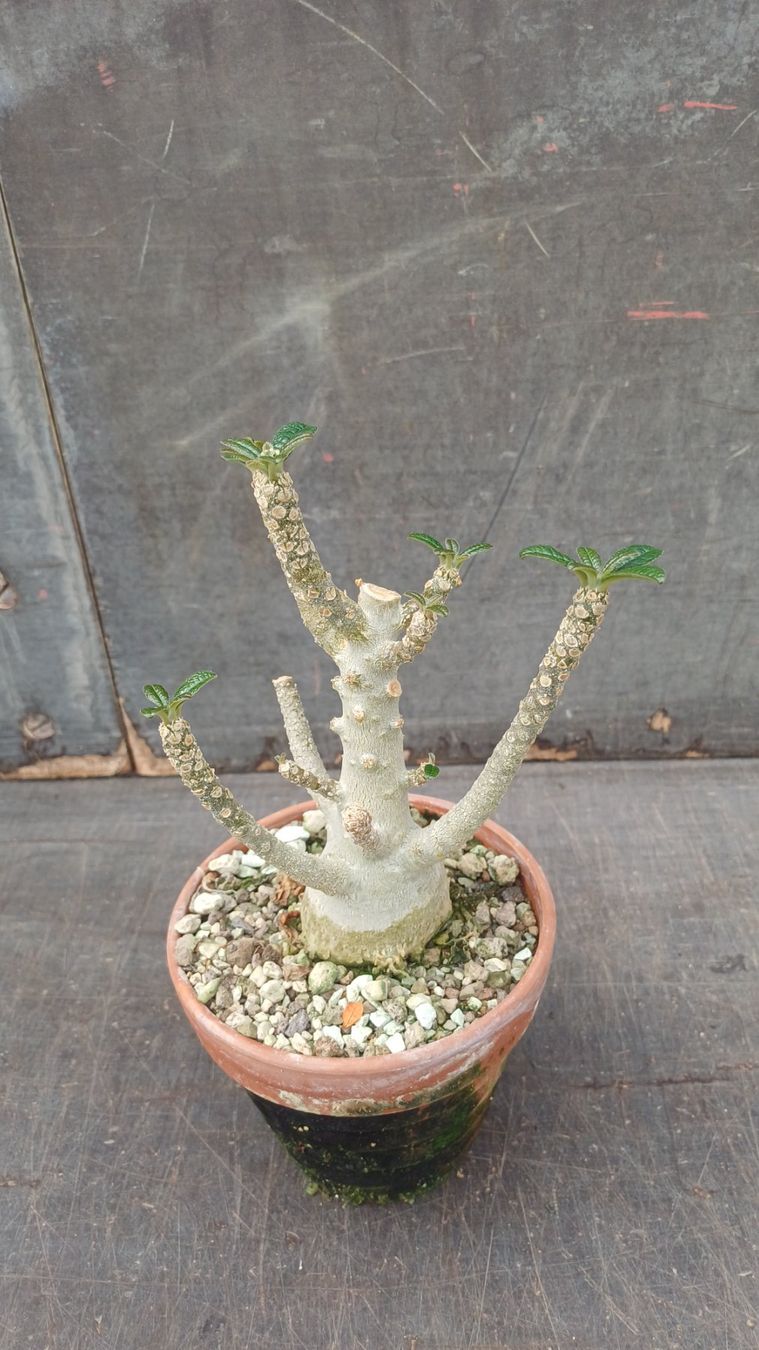 Pflanzen & Samen: Dorstenia gigas – Gebraucht aus Neftenbach von QuiQuo