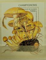 PILZE / CHAMPIGNONS – REPUBLIQUE DE GUINEE