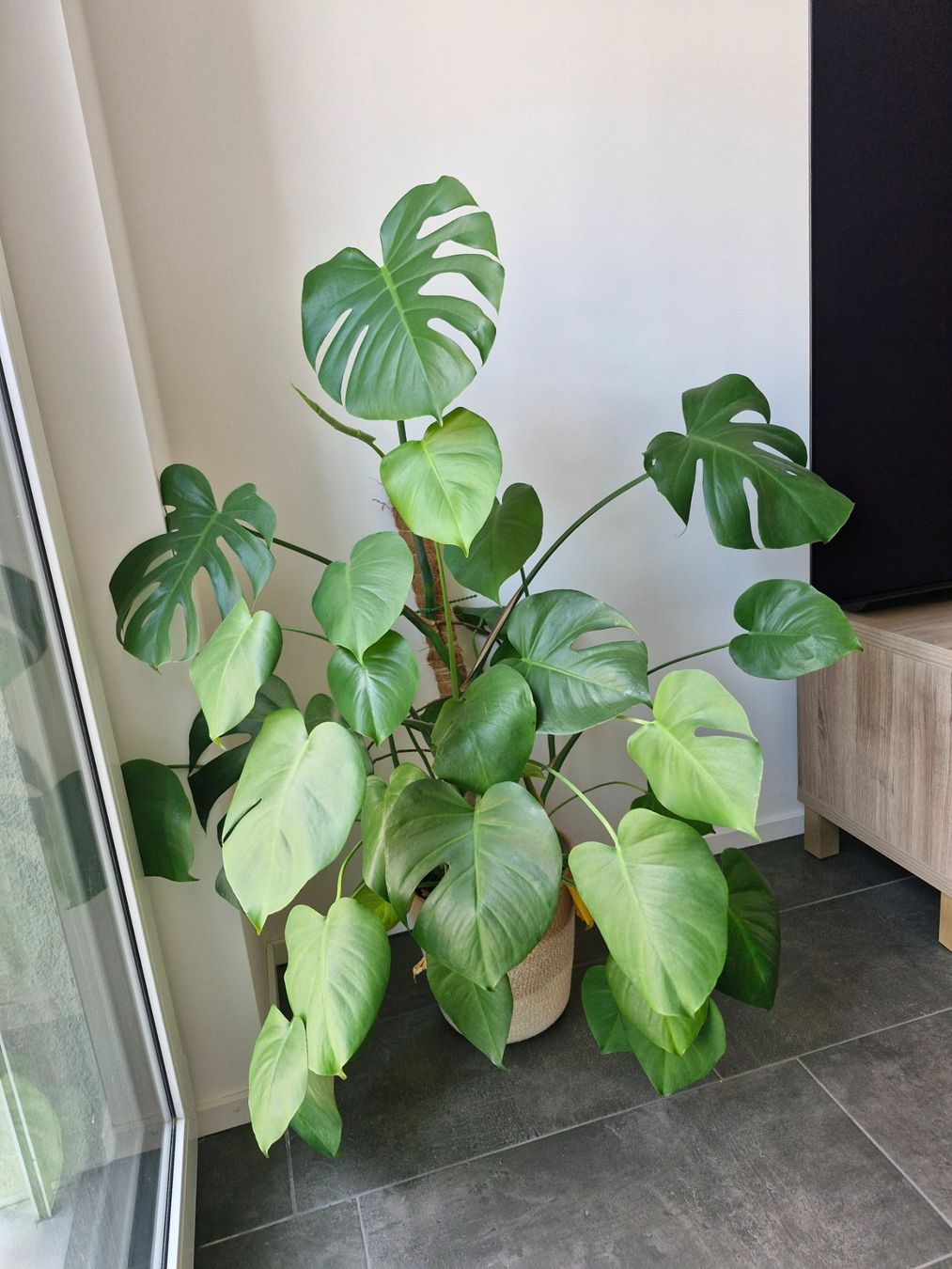 Piante & sementi: Monstera – Usato da Zürich venduto da mik_2vmz