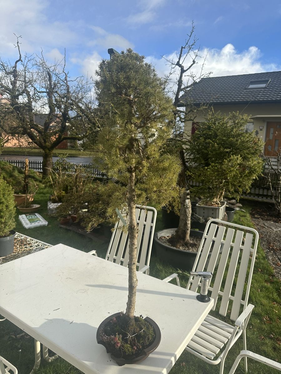 Zuckerhutfichte Bonsai (Gebraucht) in Suhr fr CHF 65  nur Abholung auf  Ricardo kaufen