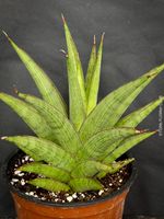 Sansevieria Jewel Crown - wie ein grüner Stern