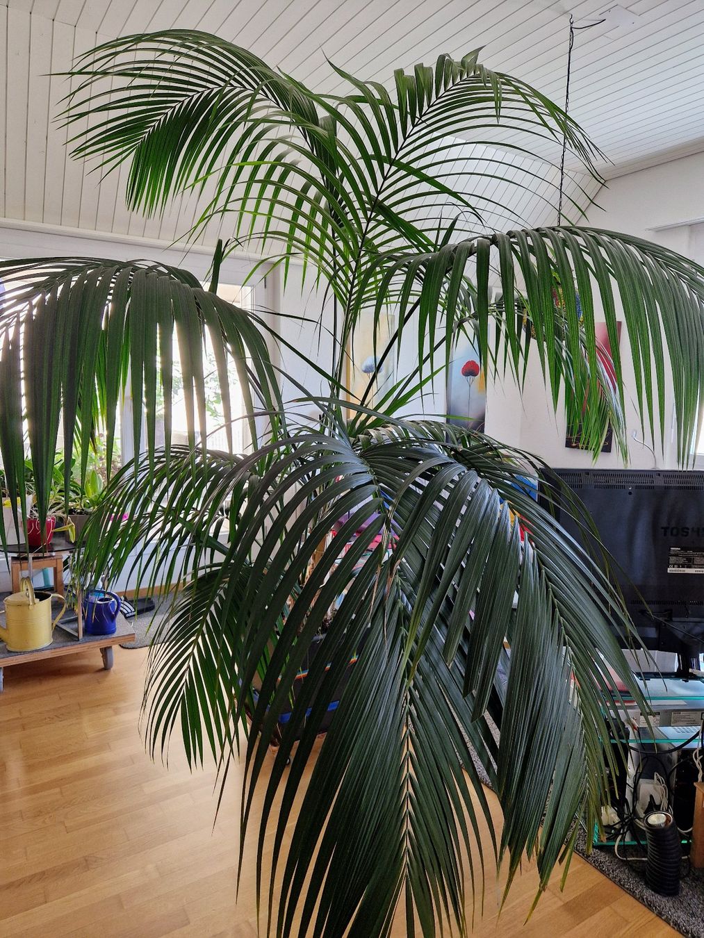 Grosse Kentia Palme Zimmerpflanze, Hhe 2.7m, 25 Jahre alt (Gebraucht) in  Zrich fr CHF 75  nur Abholung auf Ricardo kaufen