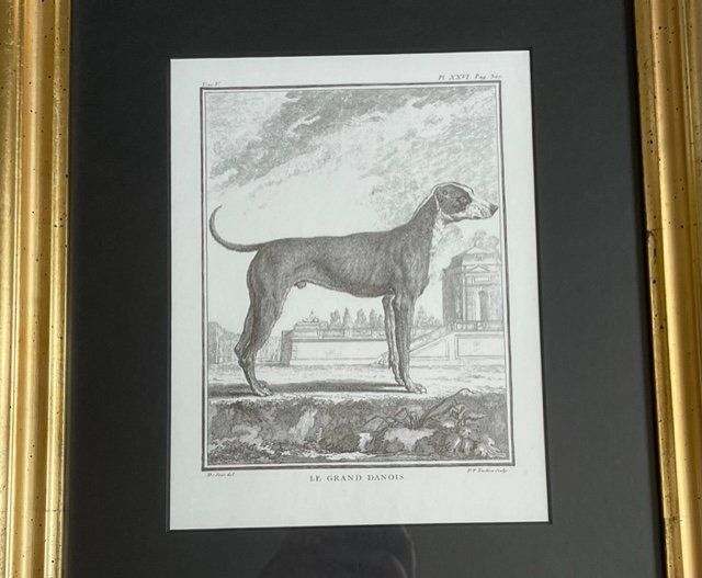 Foto & Immagini: Bilder 2-Set Hunde – Usato da Wohlen AG venduto da homecollectivech 2