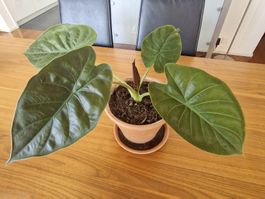 junge Elefantenohr-Pflanze (Colocasia Esculenta) im Tontopf