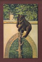 BASEL - Zoo - Der braune Bär