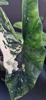 🤩Alocasia Simpo Albo Rhizom 