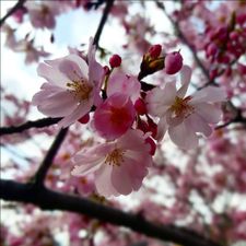 Profile image of _Bienemaja_