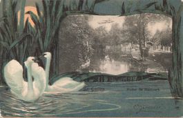 St. Gallen SG Schwäne im Stadtpark Litho