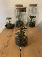 Hol dir deinen eigenen Mini-Dschungel nach Hause!