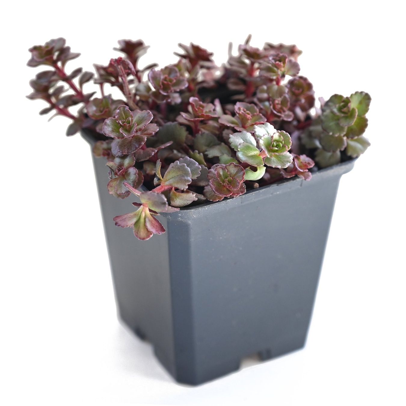 Piante & sementi: Sedum fuldaglut Mauerpfeffer Bodendecker – Nuovo (secondo la descrizione) da Ibach venduto da chaemilochhobbygarte 5