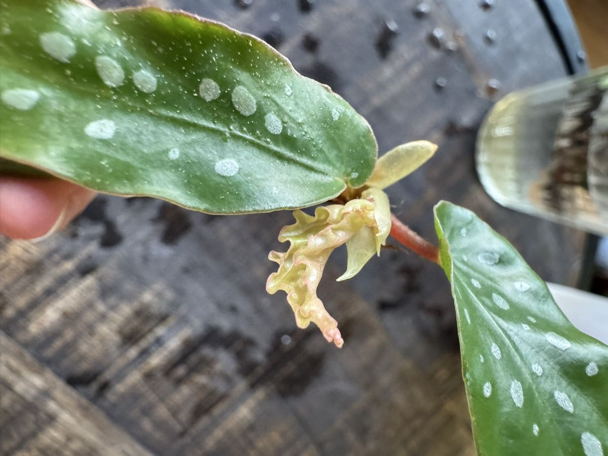 Piante & sementi: Begonia Maculata Ableger – Usato da Villnachern venduto da Lommy 2