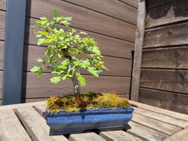 Bonsai Weissdorn