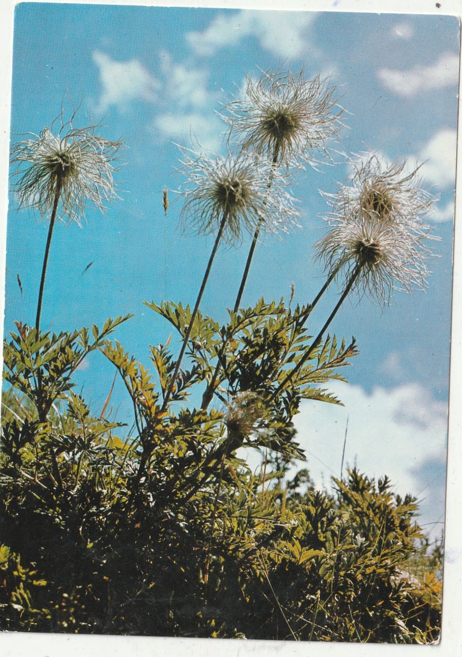 Cartoline postali: 10 Schöne Blumenkarten – Usato da Lumbrein venduto da made02 8