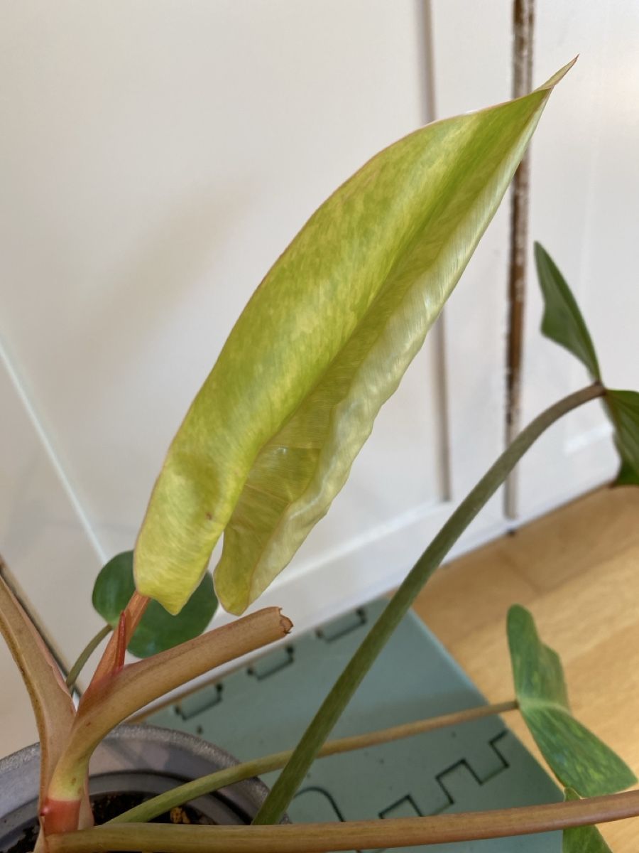 Pflanzen & Samen: Philodendron Painted Lady  – Gebraucht aus Zürich von sim_hly6 1