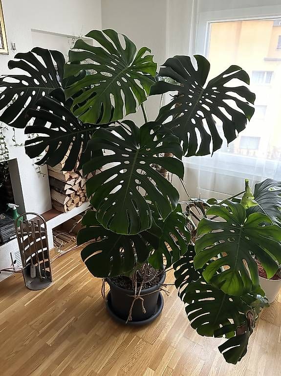 Pflanzen & Samen: Riesengrosse Monstera – Gebraucht aus Hombrechtikon von kus_q9vm