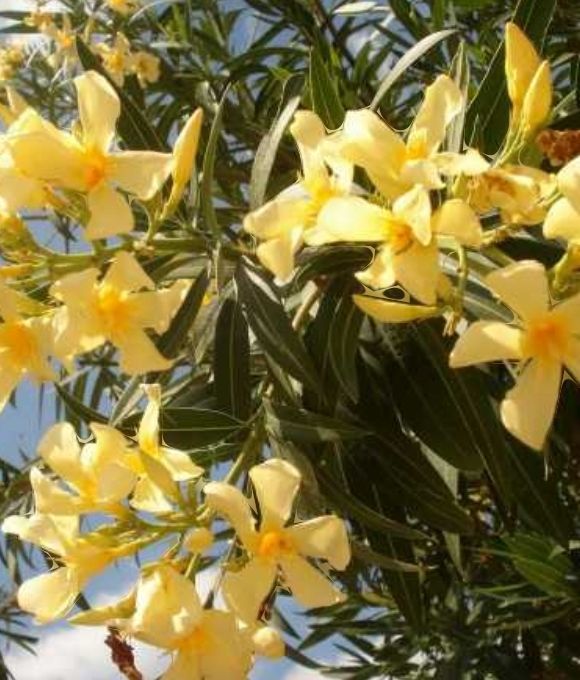 Pflanzen & Samen: RARE! NERIUM Oleander gelb 50 cm – Neu und originalverpackt aus Rovio von POSITIFFARTandPLANTS 2