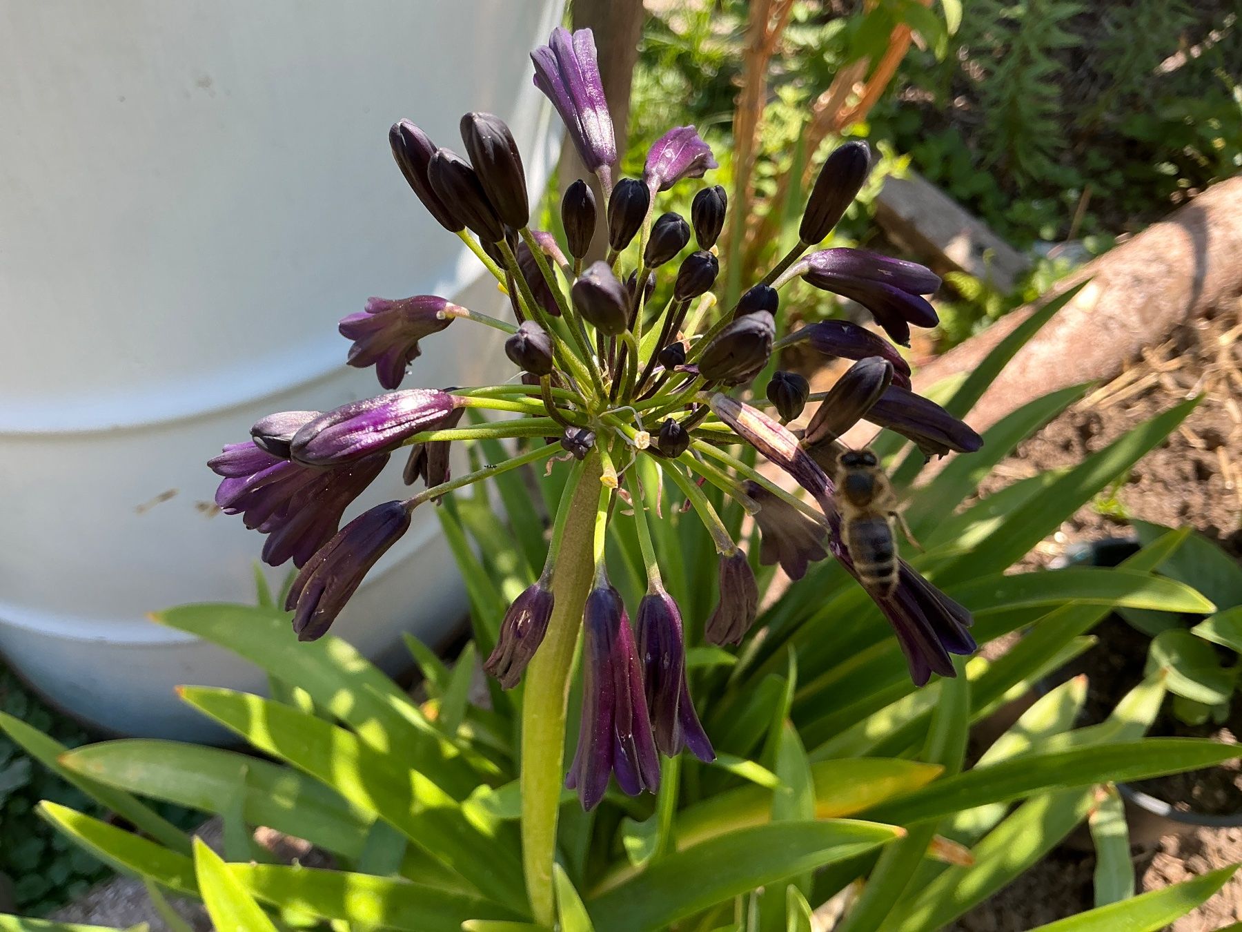 Pflanzen & Samen: Agapanthus Black Magic – Gebraucht aus seon von Agnom