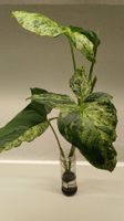 Syngonium 'Mottled Mojito' – Fresh Unrooted Cutting
