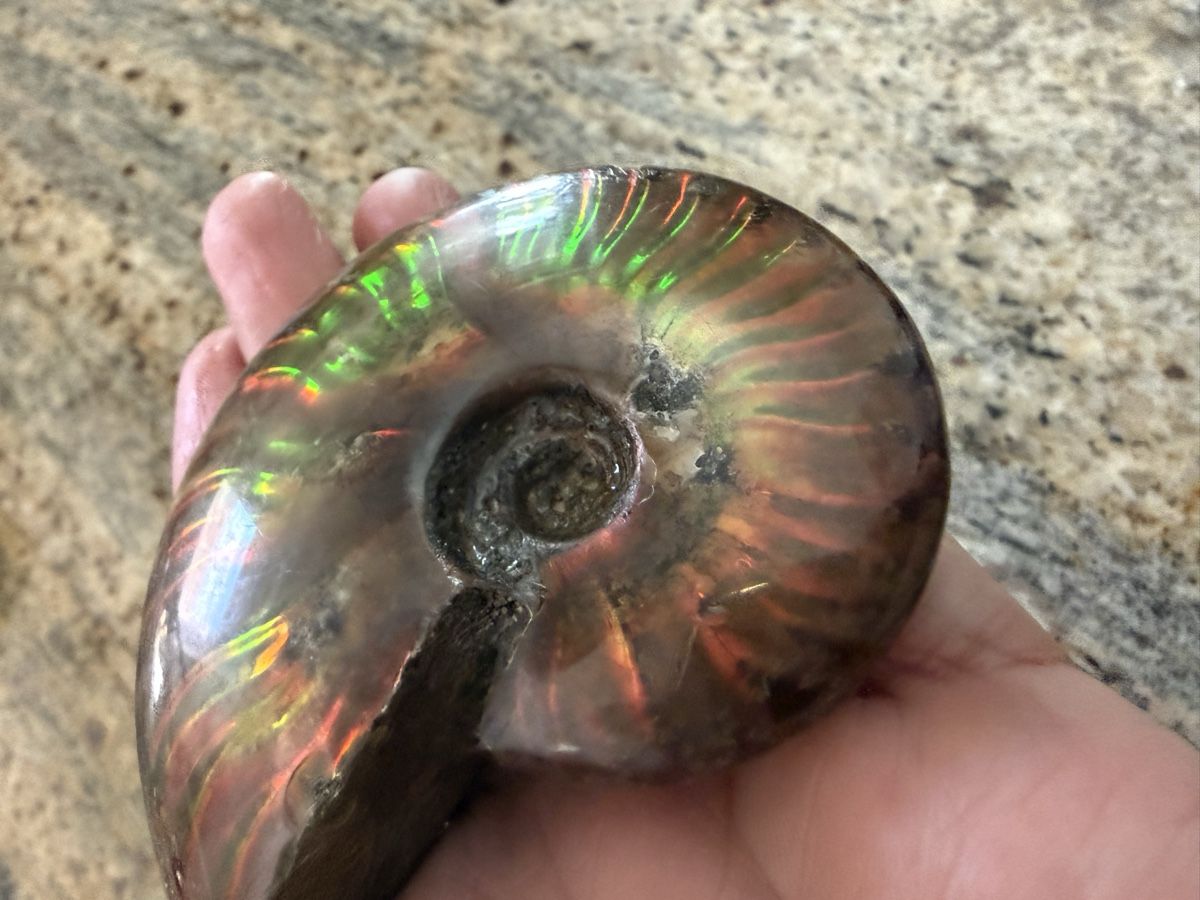 Fossili: Ammonite Ammolith echt – Nuovo (secondo la descrizione) da Oberhof venduto da RealStone