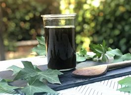 Lierre à savon ! 2 plants + recette