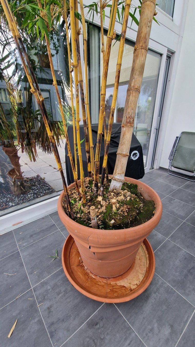 Pflanzen & Samen: Grand bambou jaune – Gebraucht aus Jens von faidodo 2