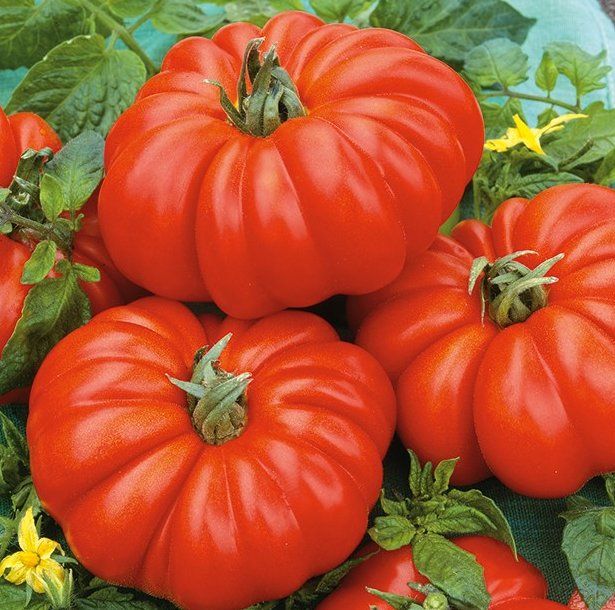 Piante & sementi: TOMATE Costoluto Fiorentino / 5 Samen – Nuovo (secondo la descrizione) da Hinteregg venduto da ERFOLG78 1