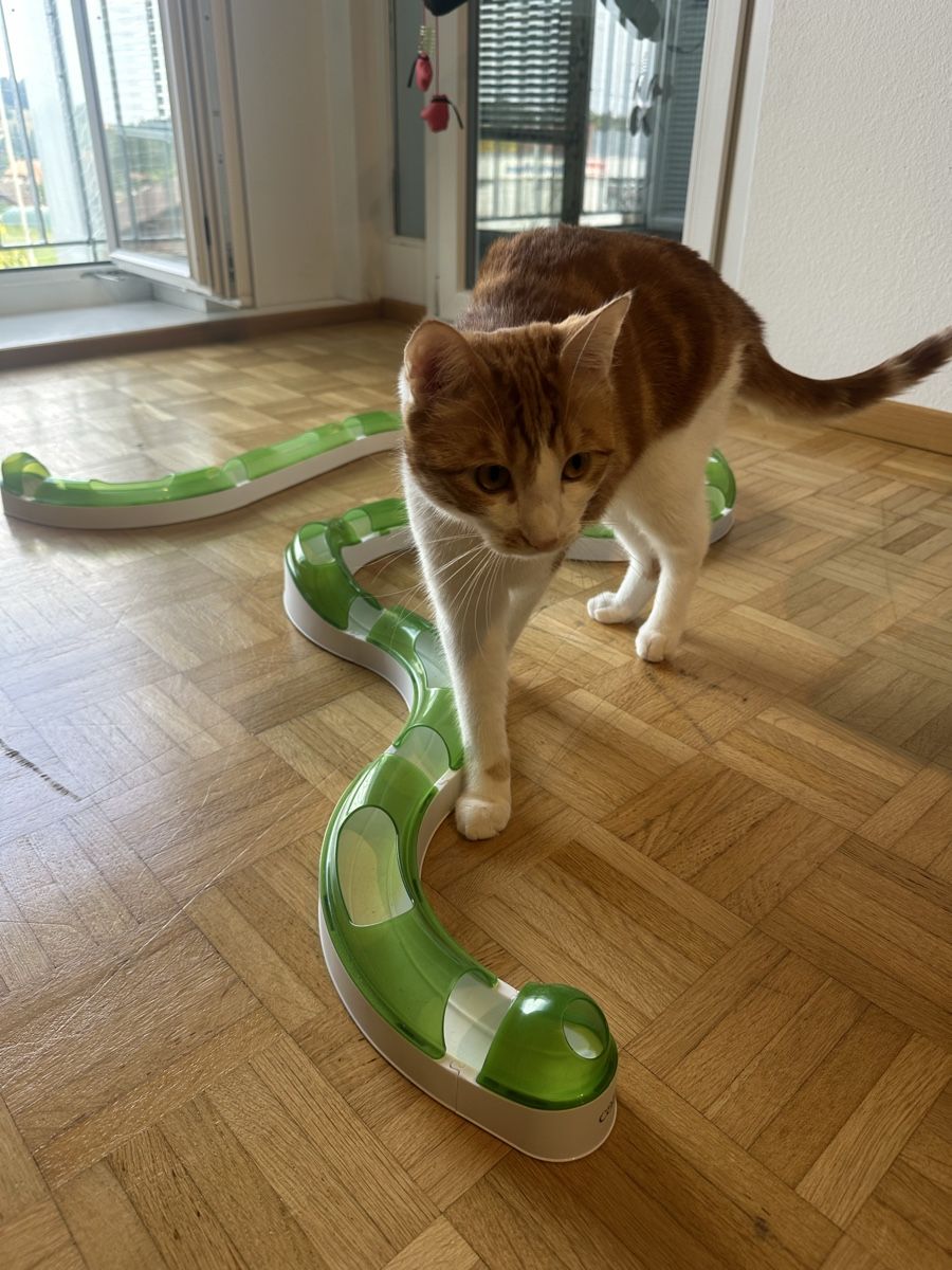 Spielzeuge: Catit Senses 2.0 – Gebraucht aus Lanzenhäusern von Lasiusbrunneus 1