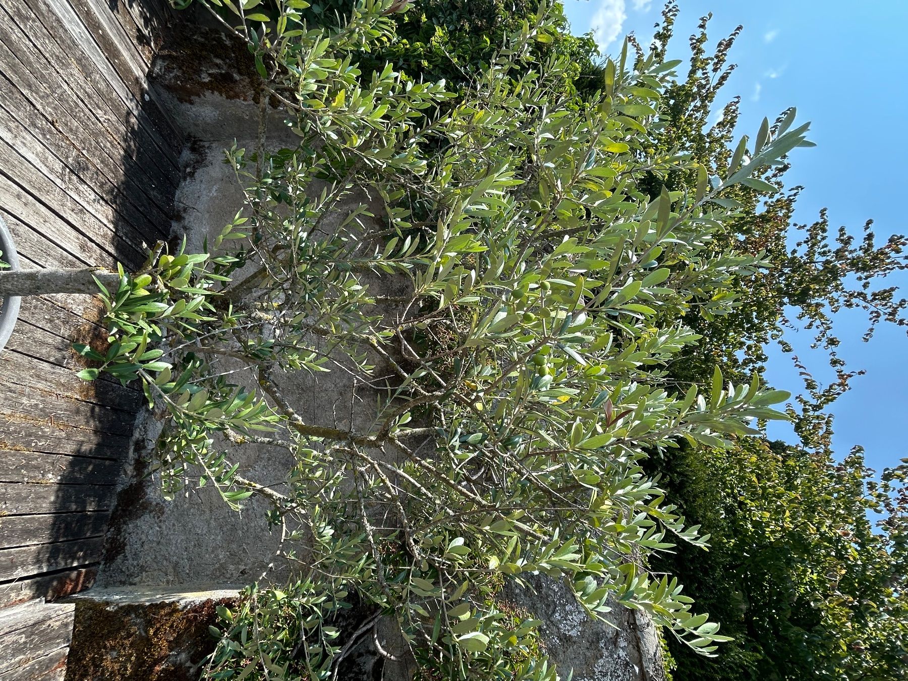 Piante & sementi: Olivenbaum 230 cm – Usato da Meyriez venduto da PearlBlack2 2