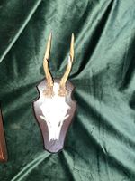 gehörn auf Holzschild, Wanddekoration, Jagdtrophäe