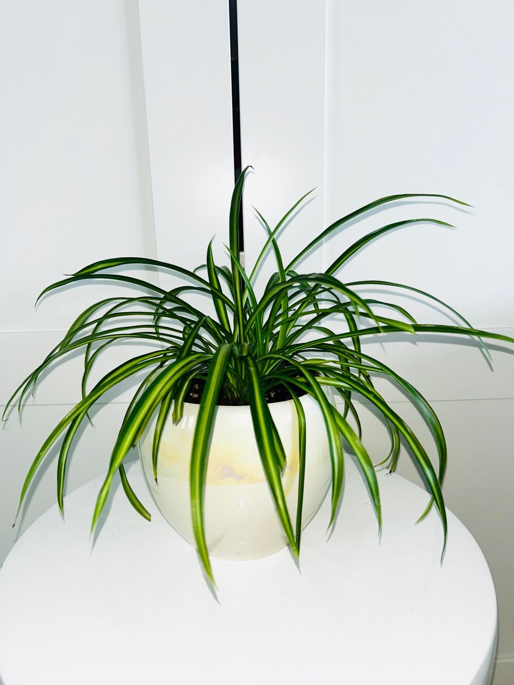Plantes & graines: Spider plant & ceramic cache pot – D'occasion à Kilchberg ZH par malibubeach 1