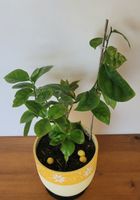 Pereskie, sehr wüchsig, 36cm, Rarität