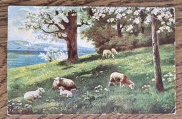 Friedliche Schafe im Kriegsjahr 1915, v. Lausanne n. Töss