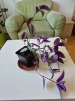 Zimmerpflanze Tradescantia Zebrina 