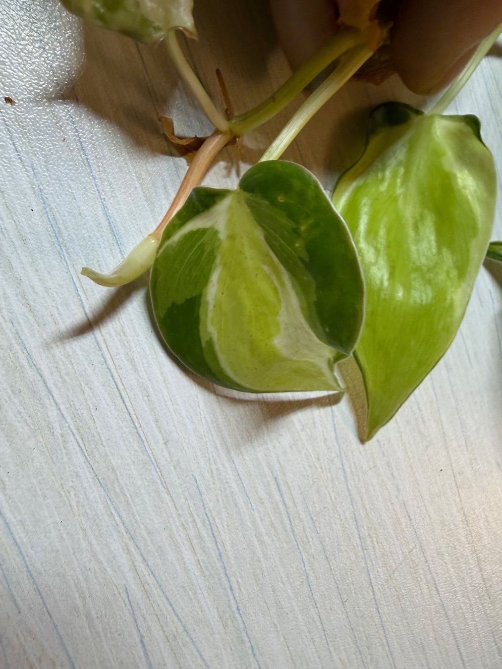 Piante & sementi: Philodendron scandens hederaceum "Cream splash" – Nuovo (secondo la descrizione) da Winterthur venduto da Aniger 4