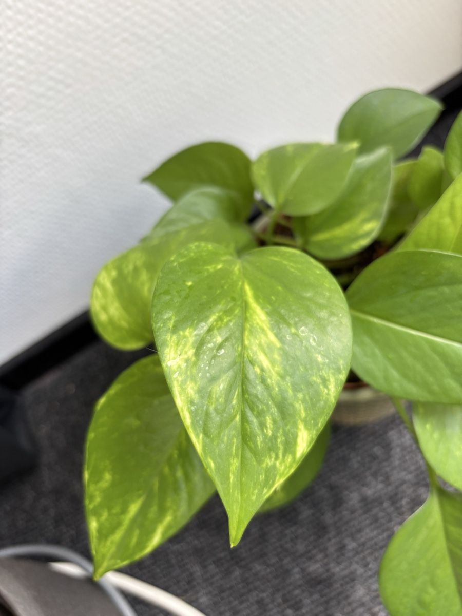 Piante & sementi: Epipremnum aureum 'Golden' / Golden Pothos – Usato da Alpnach Dorf venduto da lisa_plants 1