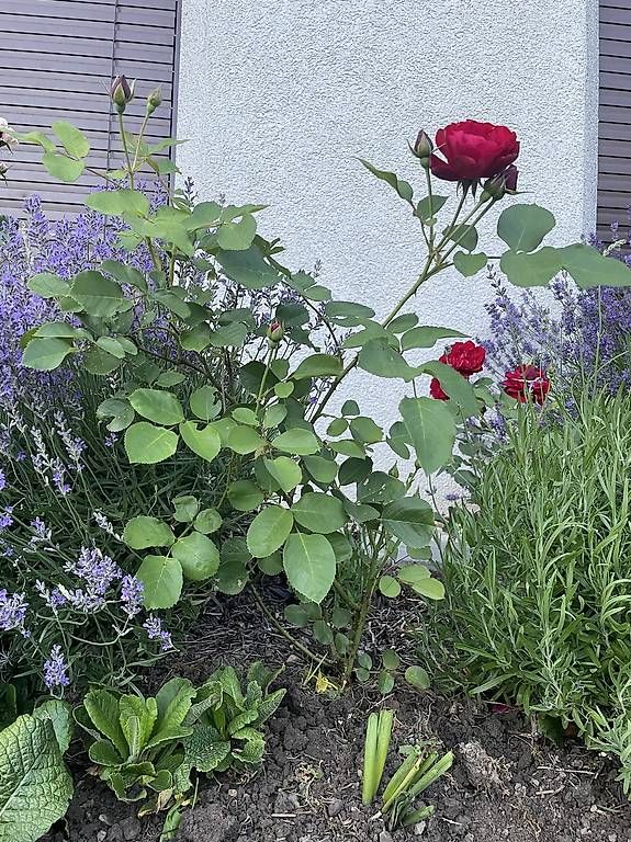 Plantes & graines: Rosen – D'occasion à Aeugst am Albis par mia_7p89 1