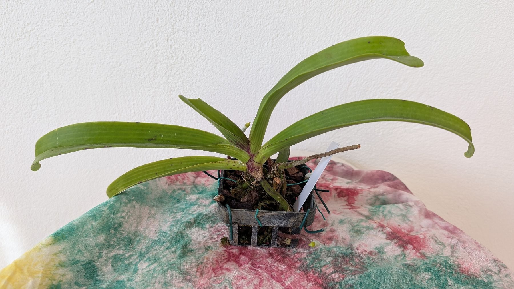 Piante & sementi: Rhynchostylis coelestis 'Chan Kra' Orchidee – Usato da Untervaz venduto da Lyraia 2