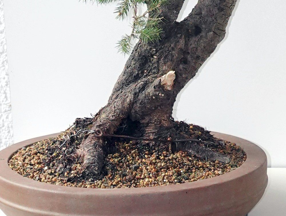 fünffingerstrauch bonsai Fünffingerstrauch Princess kaufen