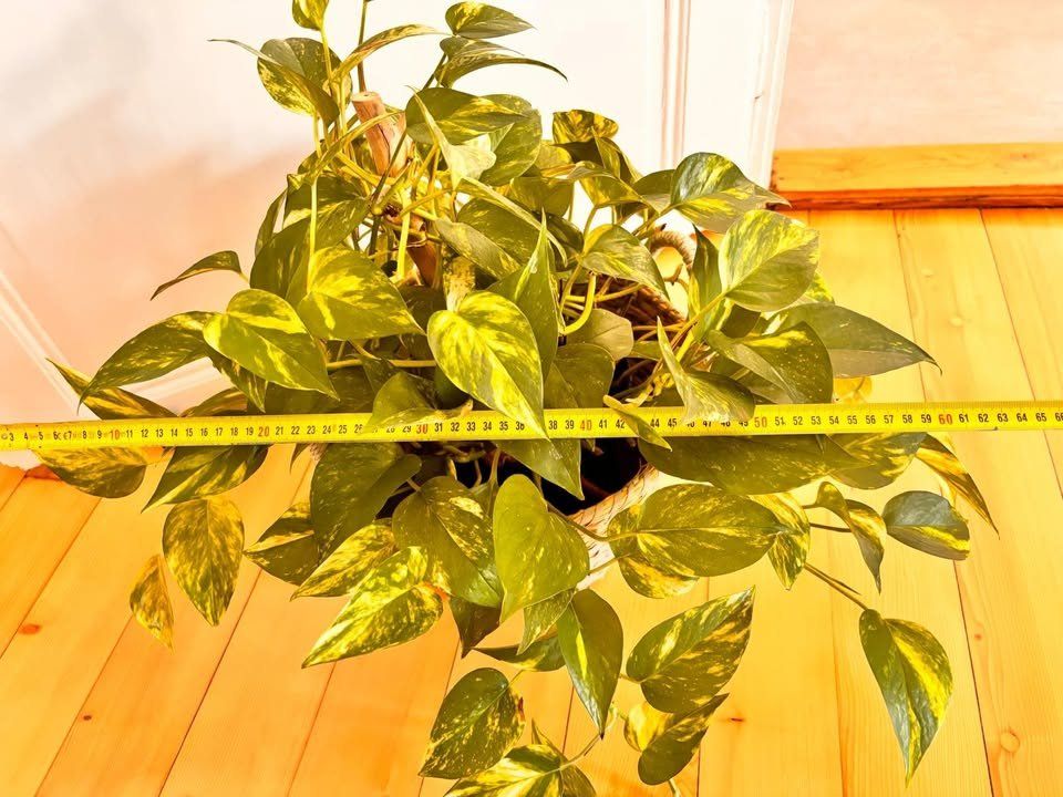 Piante & sementi: Belle plante verte Pothos + Panier – Usato da Romainmôtier venduto da val_r8sn 4