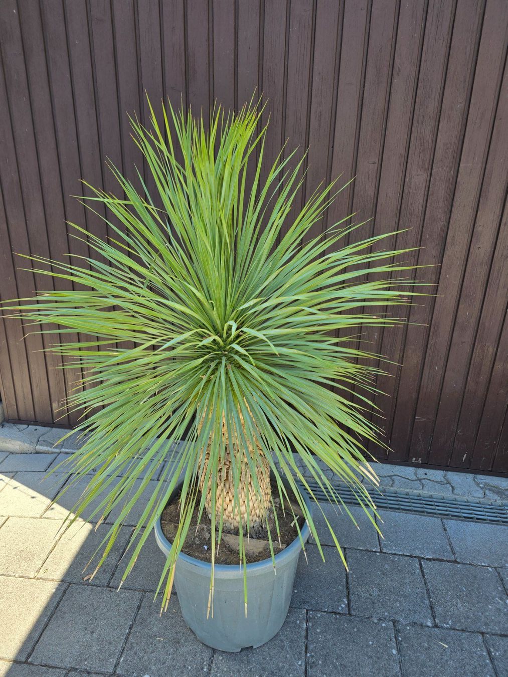 Pflanzen & Samen: Wunderschöne Yucca Rostrata – Gebraucht aus Aarburg von popkorn65 2