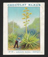 Carte Correspondance Chocolat Klaus, Agave (1930s)