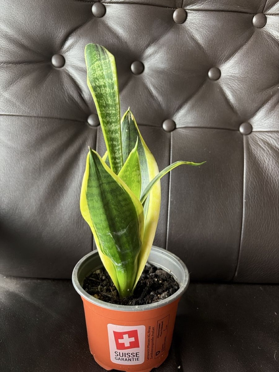 Pflanzen & Samen: Bogenhanf Sansevieria Zimmerpflanze  – Neu (gemäss Beschreibung) aus Opfershofen TG von dan_nxk8 2