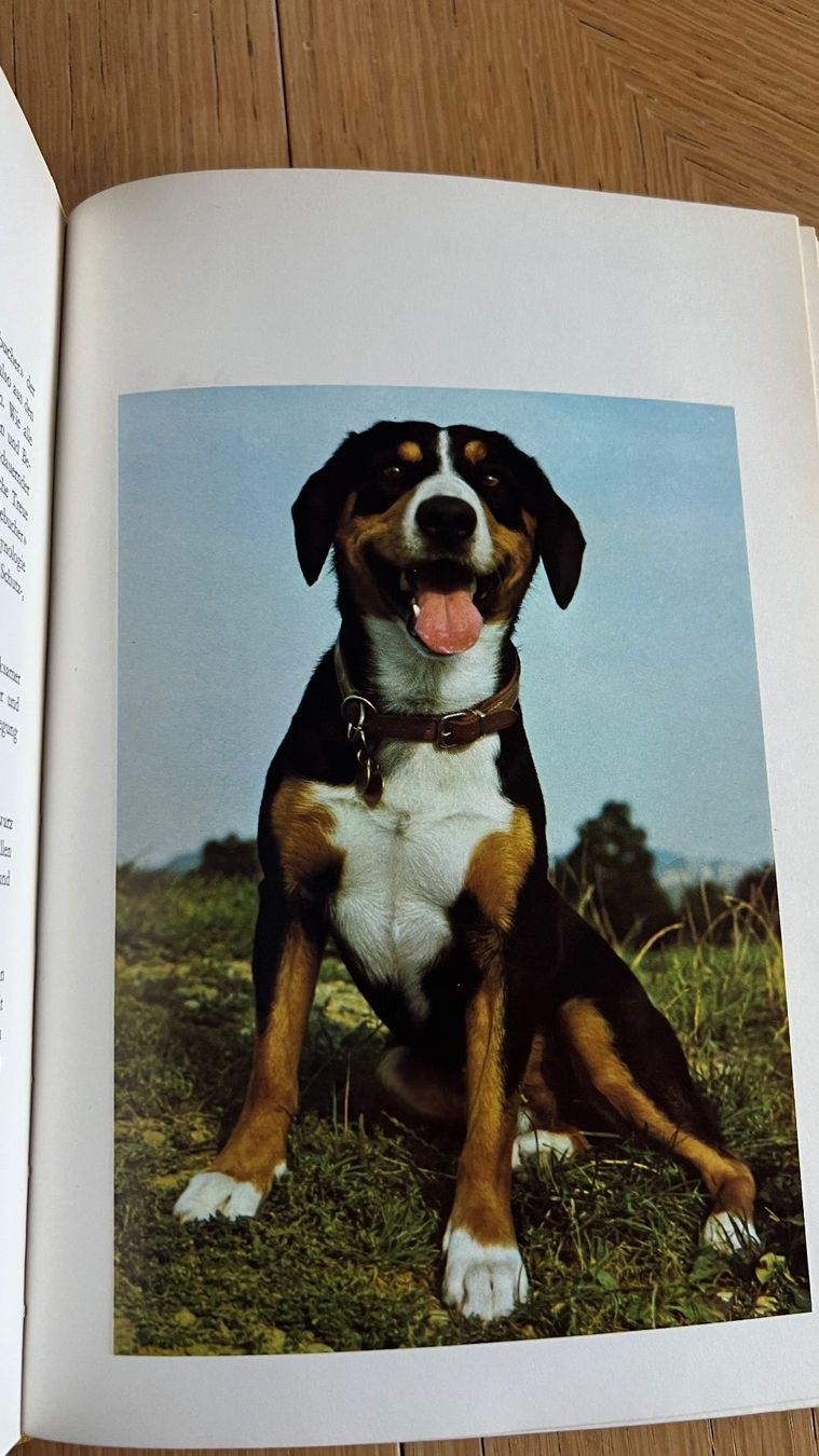 Libri: Rassehunde in der Schweiz - Band 2, 1971 – Usato da Schübelbach venduto da Dolly990_2 5