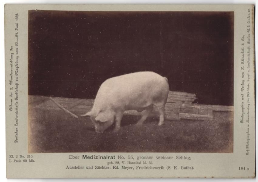 Fotografie & Manifesti: Fotografie H. Schnaebeli, Berlin, Ausste – Usato da Berlin venduto da bartko-reher