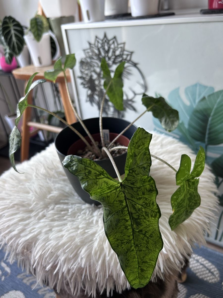 Piante & sementi: Alocasia Shattered Glass – Nuovo (secondo la descrizione) da Scherzingen venduto da Elefantenohr.ch
