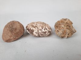 Diverse Fossilien