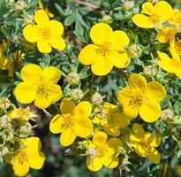 POTENTILLA FRUTICOSA (FINGERSTRAUCH) 50 cm, blühend, Strauch