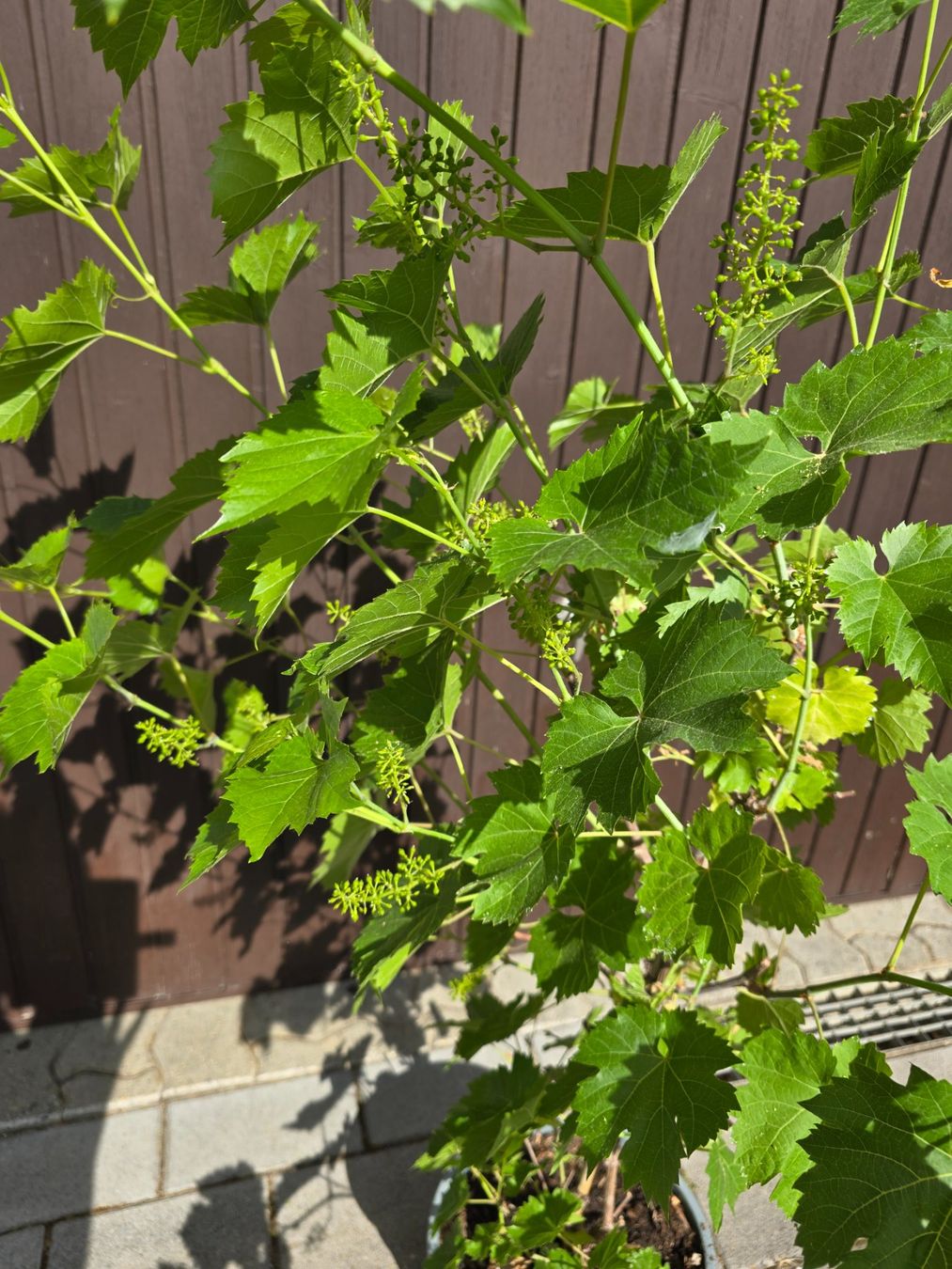 Piante & sementi: TRAUBEN VITIS - vinivera "Marechal Foch" – Usato da Aarburg venduto da popkorn65 2
